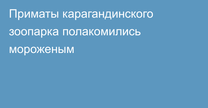 Приматы карагандинского зоопарка полакомились мороженым