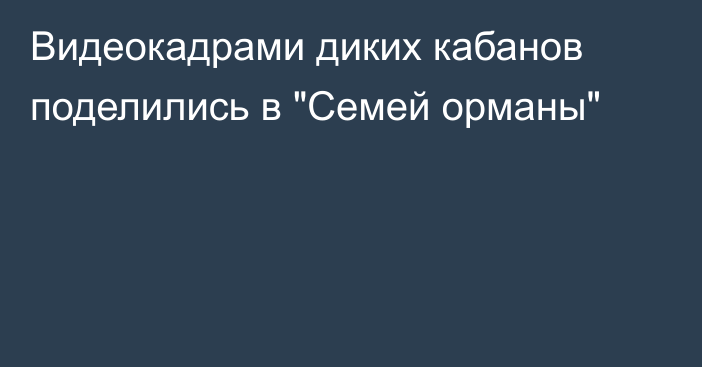 Видеокадрами диких кабанов поделились в 