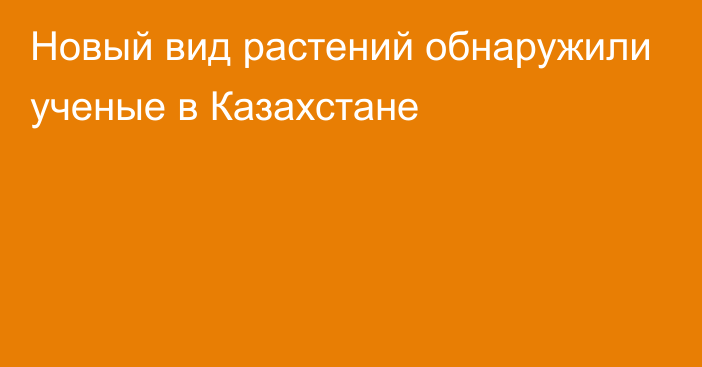 Новый вид растений обнаружили ученые в Казахстане