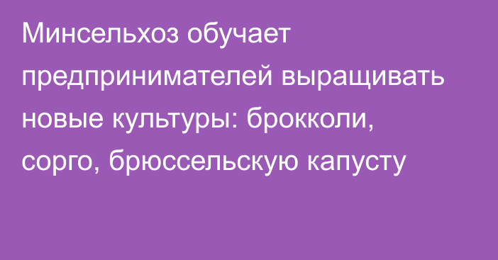 Минсельхоз обучает предпринимателей выращивать новые культуры: брокколи, сорго, брюссельскую капусту 