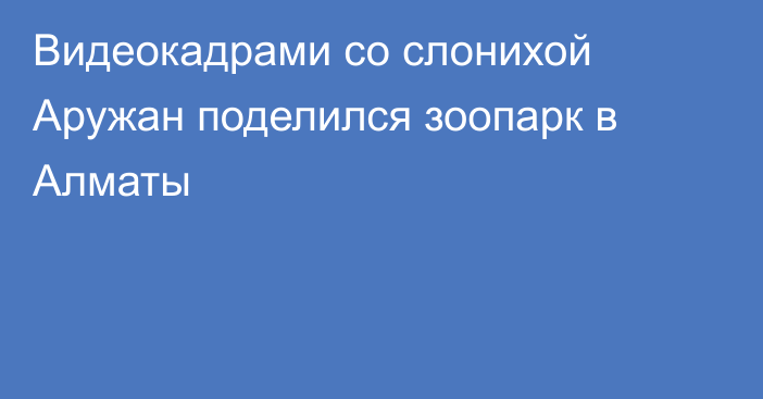 Видеокадрами со слонихой Аружан поделился зоопарк в Алматы