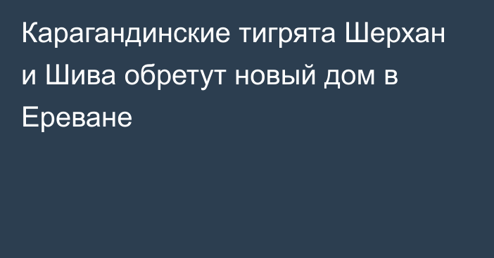 Карагандинские тигрята Шерхан и Шива обретут новый дом в Ереване