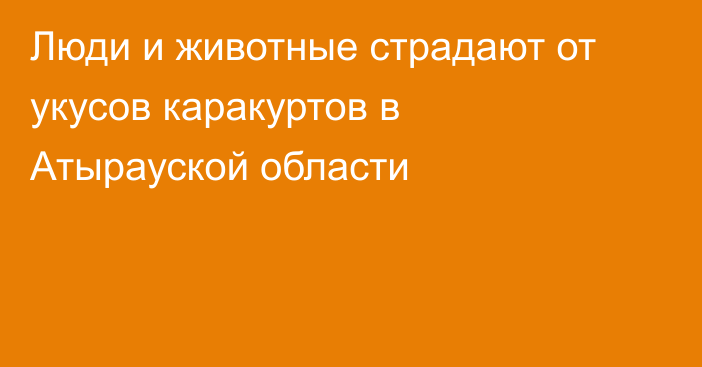 Люди и животные страдают от укусов каракуртов в Атырауской области