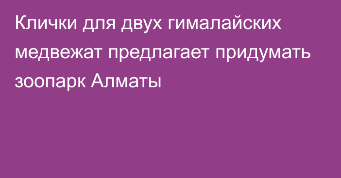 Клички для двух гималайских медвежат предлагает придумать зоопарк Алматы