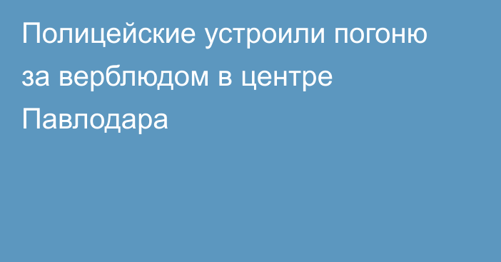 Полицейские устроили погоню за верблюдом в центре Павлодара