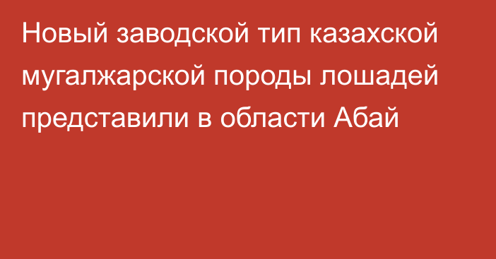 Новый заводской тип казахской мугалжарской породы лошадей представили в области Абай