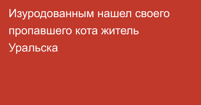 Изуродованным нашел своего пропавшего кота житель Уральска