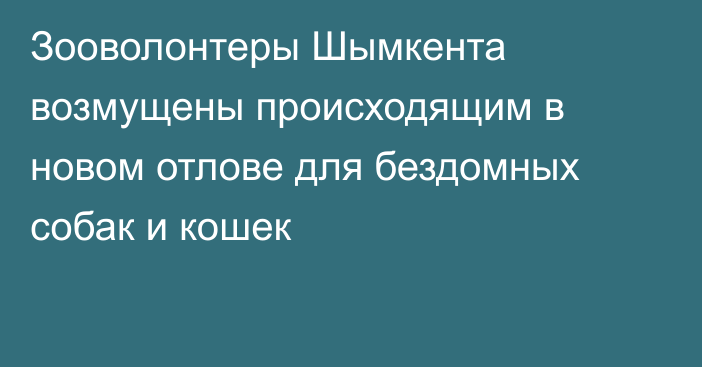 Зооволонтеры Шымкента возмущены происходящим в новом отлове для бездомных собак и кошек