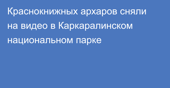 Краснокнижных архаров сняли на видео в Каркаралинском национальном парке