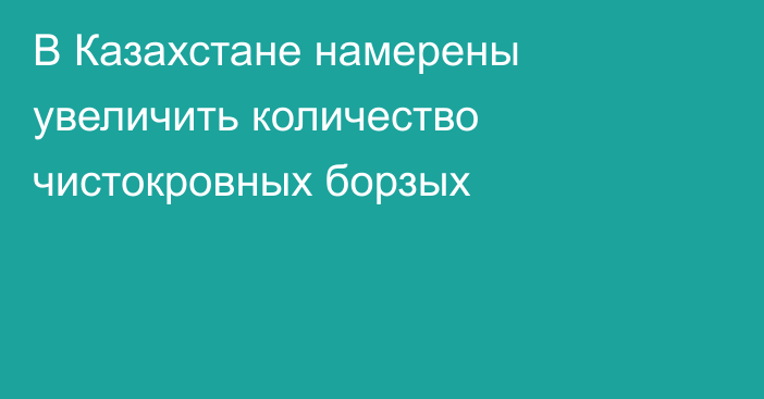 В Казахстане намерены увеличить количество чистокровных борзых