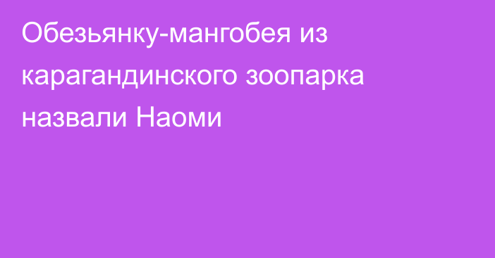 Обезьянку-мангобея из карагандинского зоопарка назвали Наоми