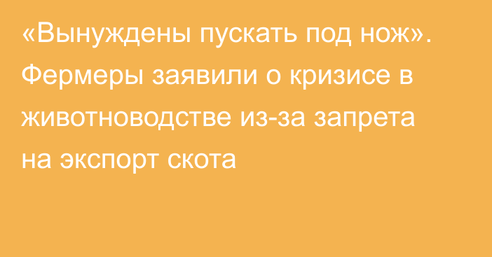 «Вынуждены пускать под нож». Фермеры заявили о кризисе в животноводстве из-за запрета на экспорт скота