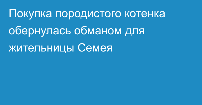 Покупка породистого котенка обернулась обманом для жительницы Семея