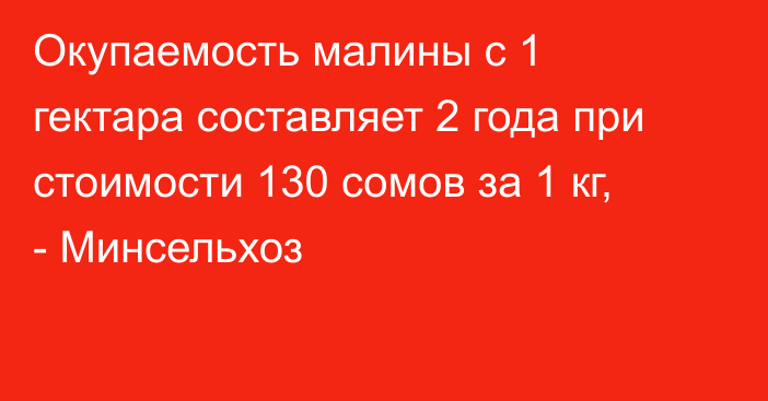 Окупаемость малины с 1 гектара составляет 2 года при стоимости 130 сомов за 1 кг, - Минсельхоз 