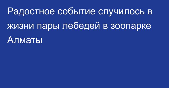 Радостное событие случилось в жизни пары лебедей в зоопарке Алматы