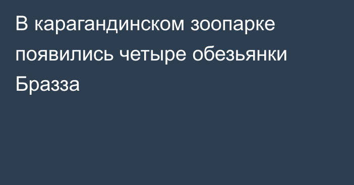 В карагандинском зоопарке появились четыре обезьянки Бразза