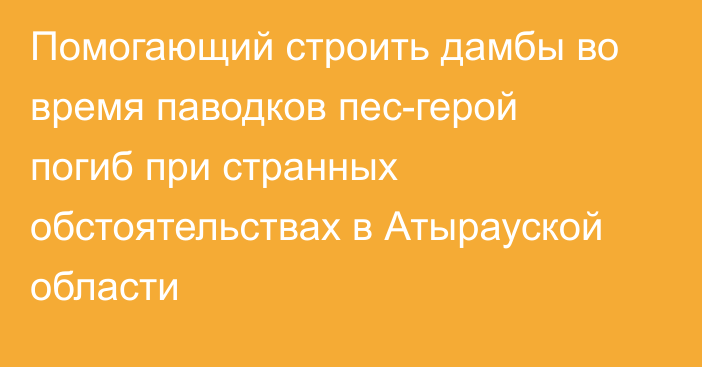 Помогающий строить дамбы во время паводков пес-герой погиб при странных обстоятельствах в Атырауской области