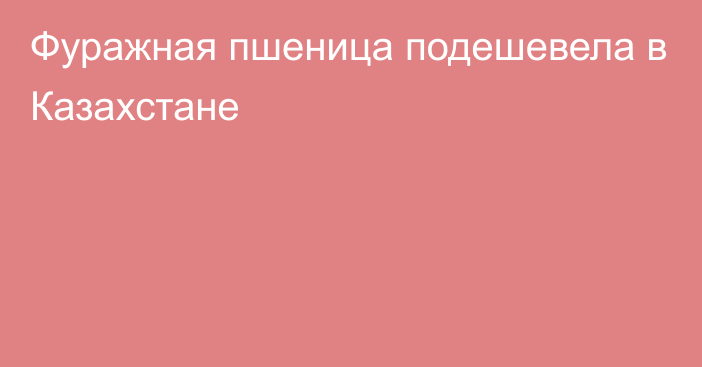 Фуражная пшеница подешевела в Казахстане