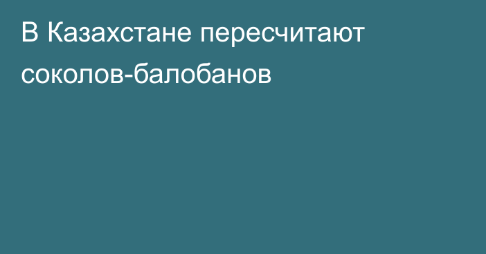 В Казахстане пересчитают соколов-балобанов