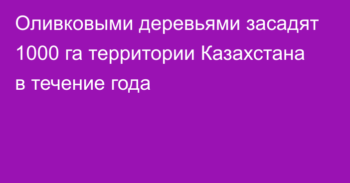 Оливковыми деревьями засадят 1000 га территории Казахстана в течение года