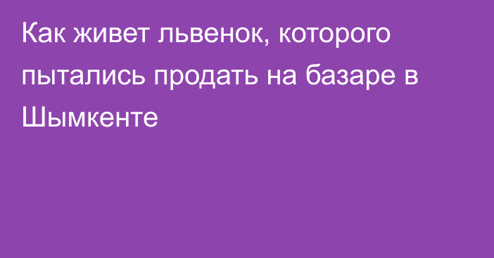 Как живет львенок, которого пытались продать на базаре в Шымкенте