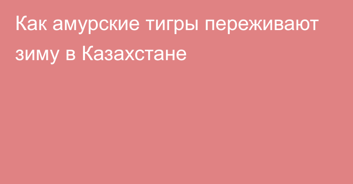 Как амурские тигры переживают зиму в Казахстане