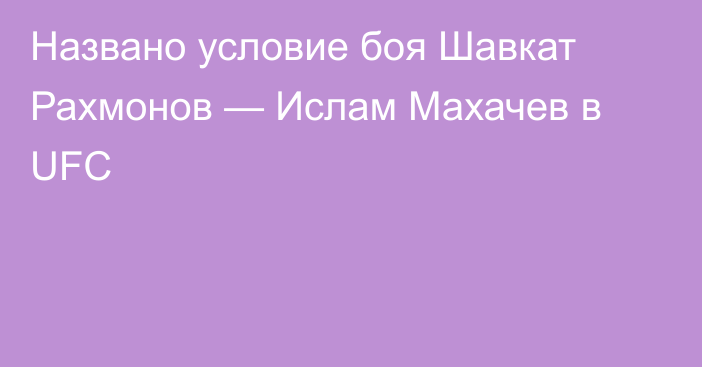 Названо условие боя Шавкат Рахмонов — Ислам Махачев в UFC