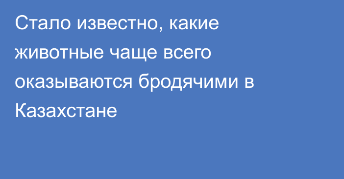 Стало известно, какие животные чаще всего оказываются бродячими в Казахстане