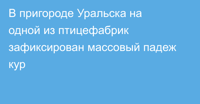 В пригороде Уральска на одной из птицефабрик зафиксирован массовый падеж кур