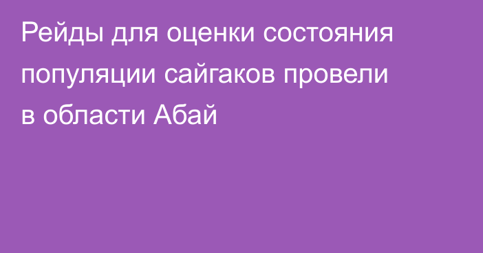 Рейды для оценки состояния популяции сайгаков провели в области Абай