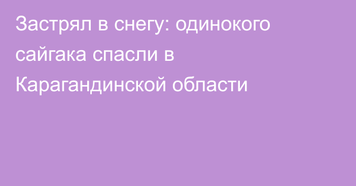 Застрял в снегу: одинокого сайгака спасли в Карагандинской области